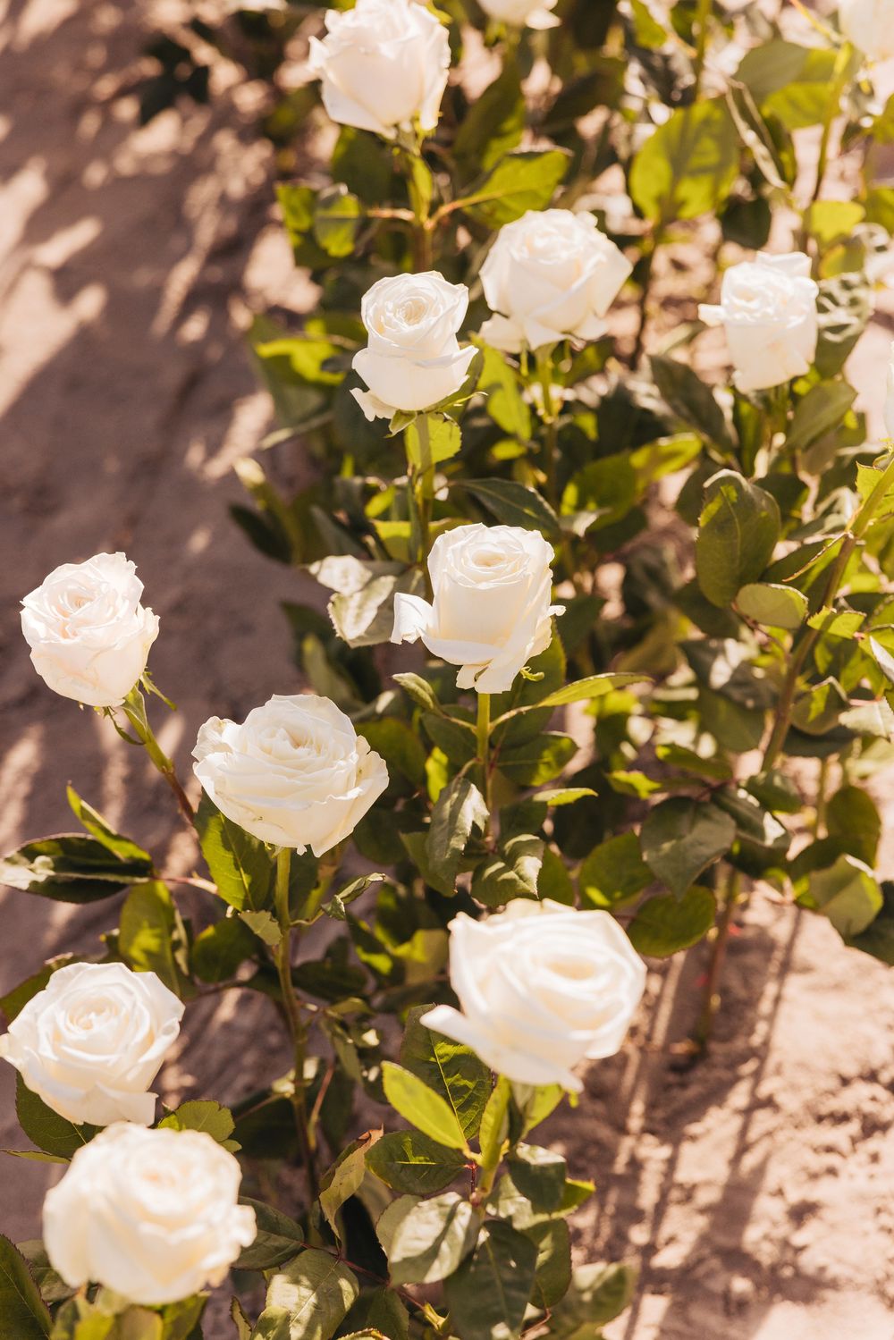 White roses blooming on green stems in a sunlit garden with sandy soil background.