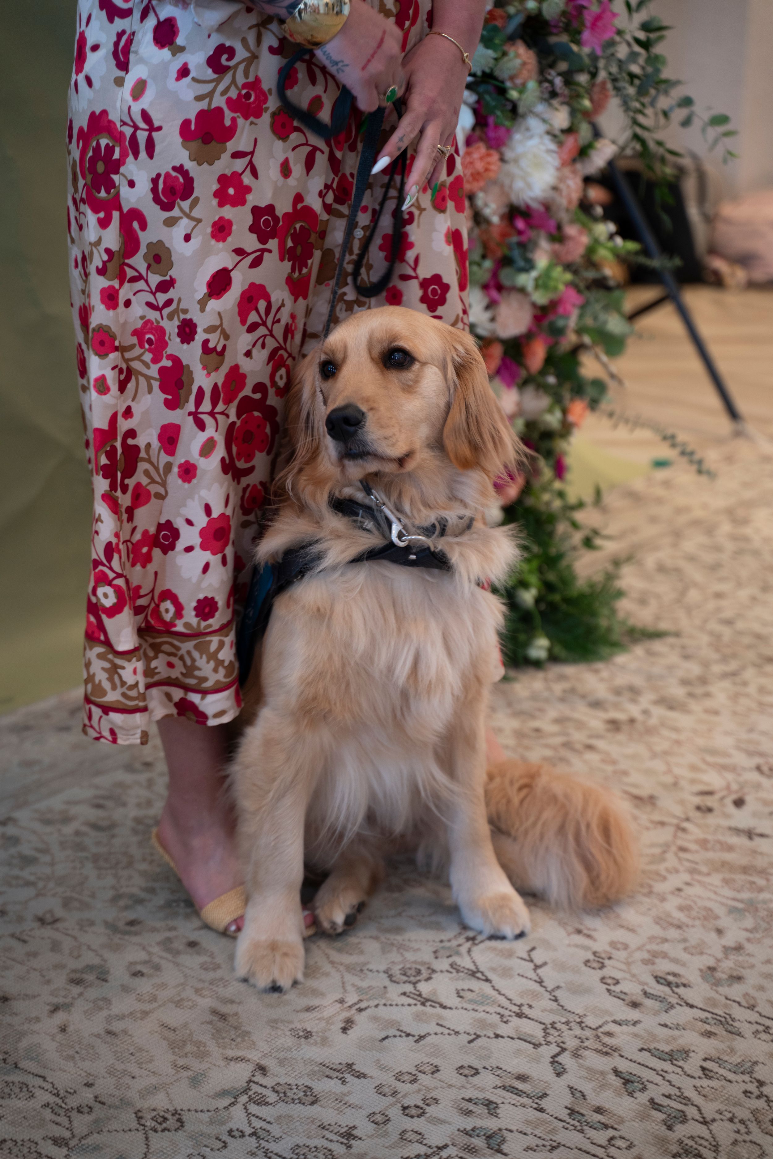 A golden retriever dog wears a collar next to a guest in a floral dress at the 2026 North Carolina Azalea Festival Spring Fashion Show