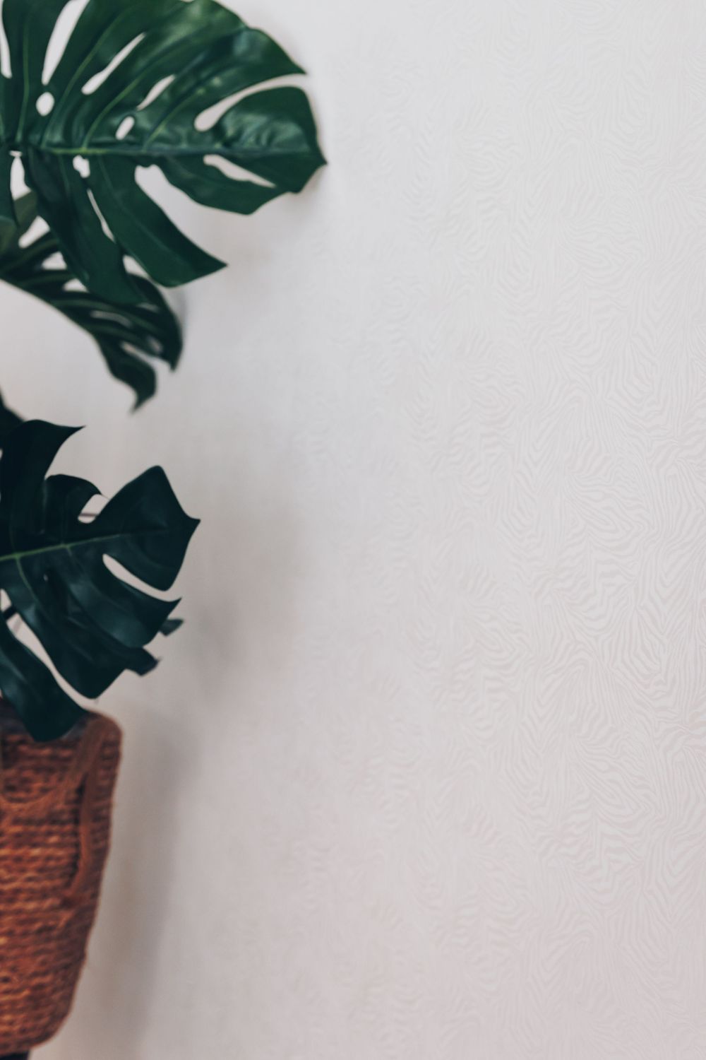 Monstera deliciosa plant with dark green leaves in a brown woven pot against a white wall.