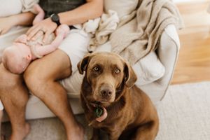 A brown dog rests on a light-colored sofa with their family.