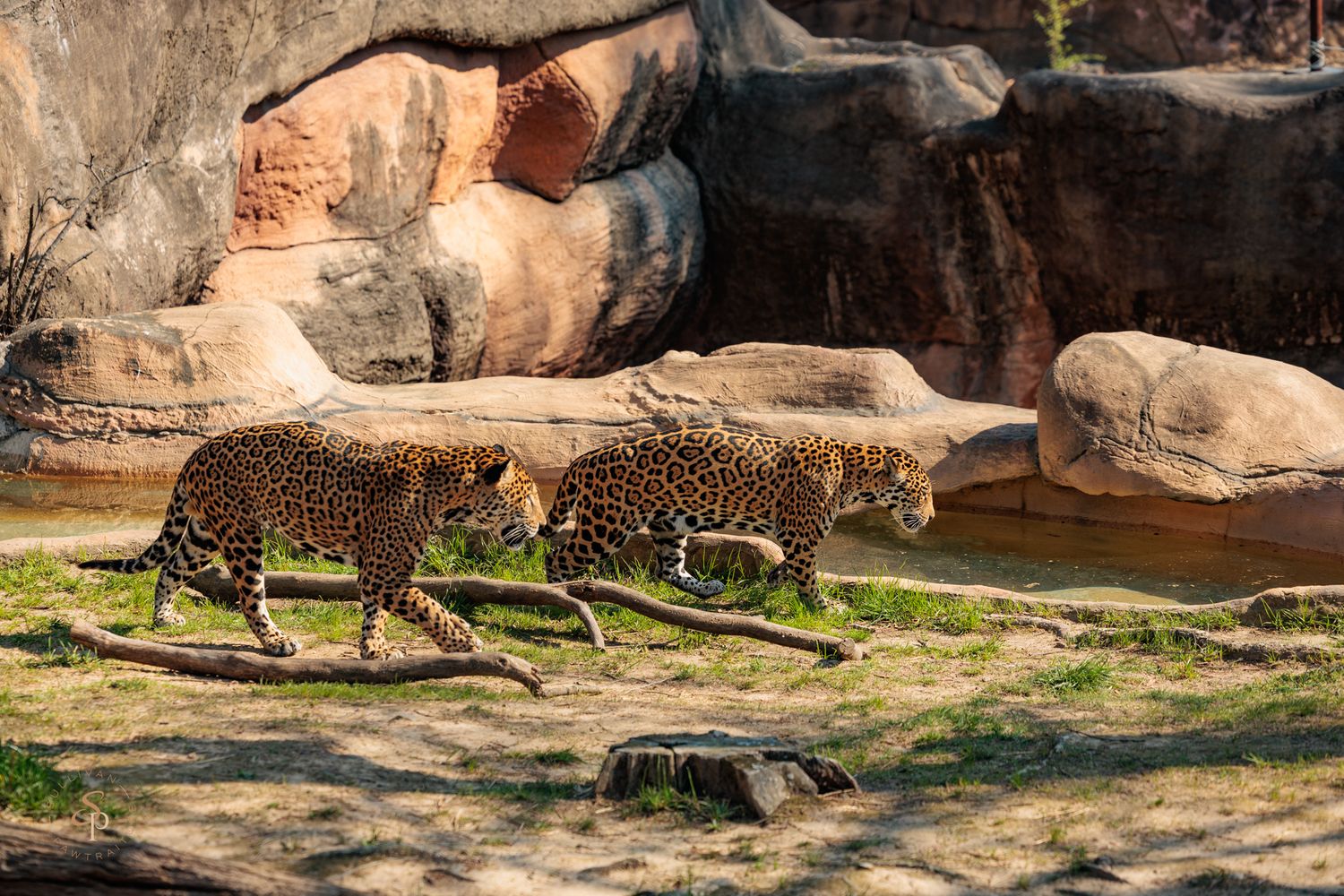 A large Komodo dragon lizard walks along a rocky path in a natural habitat setting.