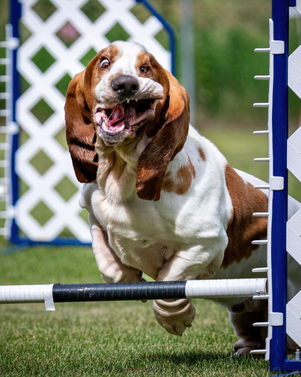 Basset hound leaping over agility jump bar with floppy ears and happy expression.