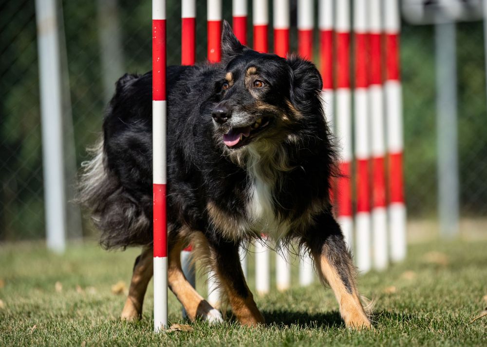 Black, white, and tan dog running through red and white agility poles on grass course.