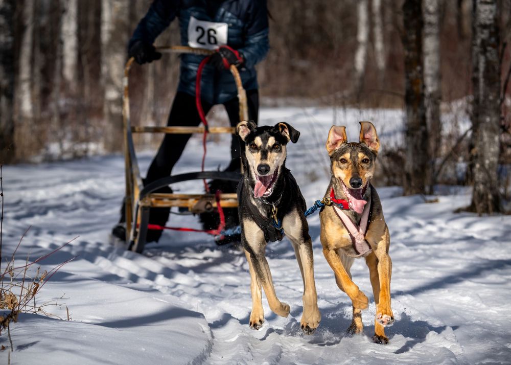 Two sled dogs in harnesses pulling eagerly on snowy ground with musher visible in background.