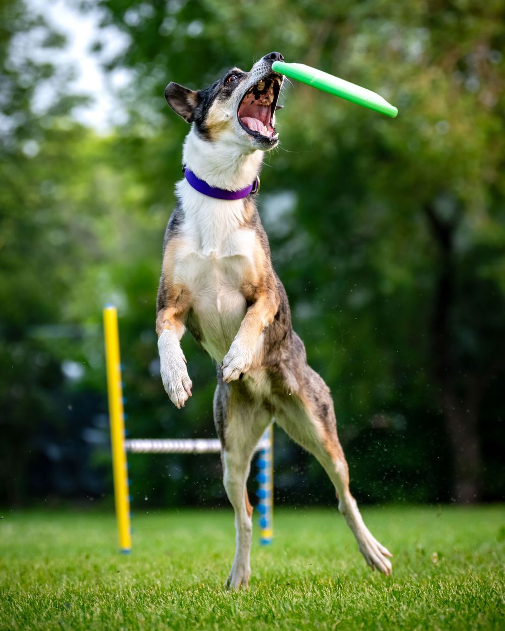 Dog jumping high to catch green toy during Updog Frizgility event.
