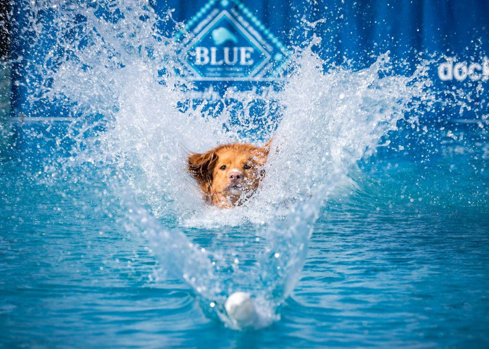 Dog diving into blue pool creating dramatic splash in competitive dock diving event.