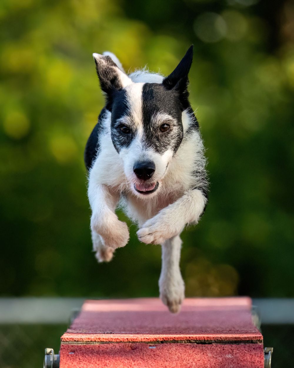 Black and white dog leaping over red agility jump obstacle with determined expression.