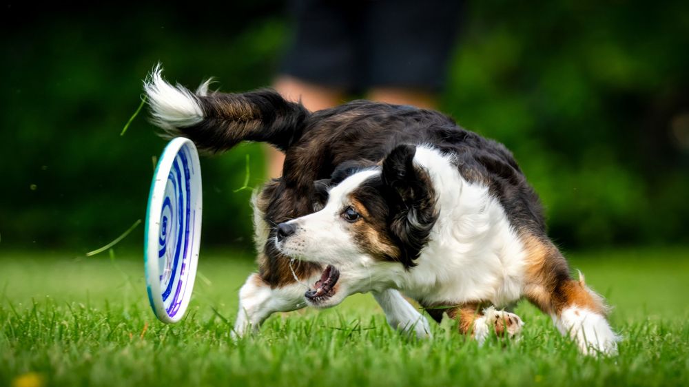 Brown & white dog chasing blue frisbee disc on green grass field.