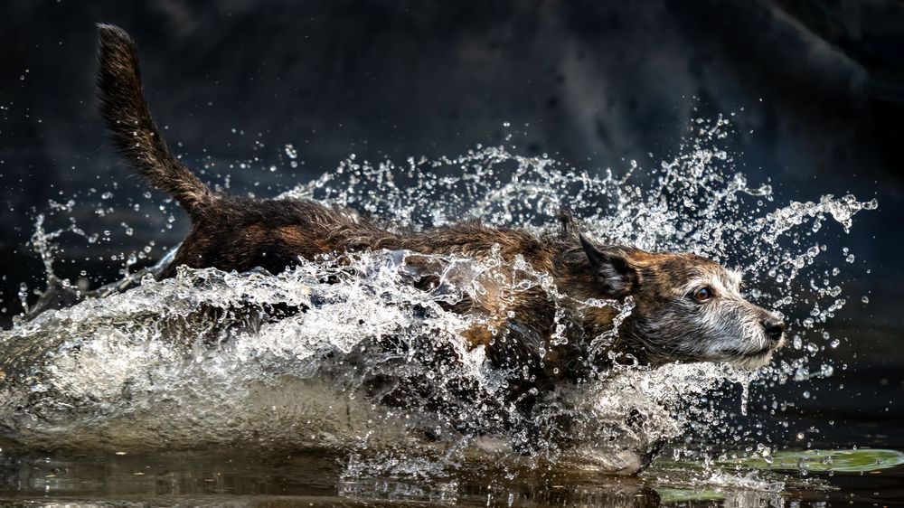 A deer splashes through water creating dramatic spray patterns as it runs in profile view.
