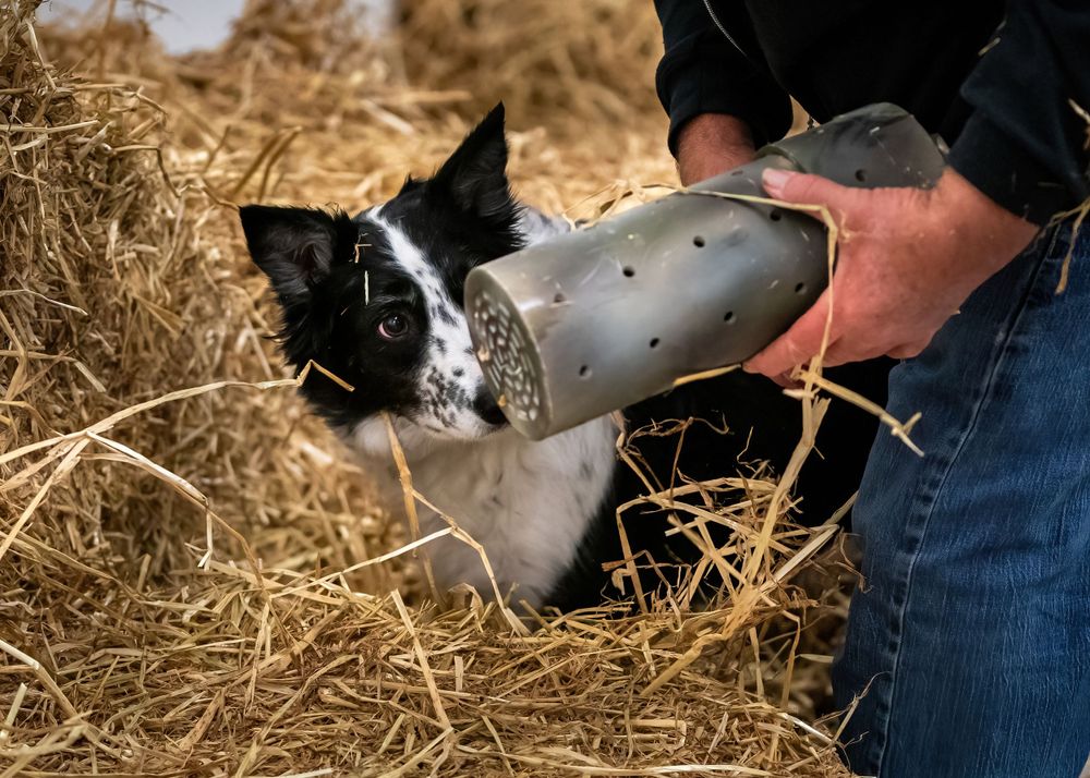 Border Collie at Barn Hunt competition finding his rat in a tube and watching intently in hay-filled environment.