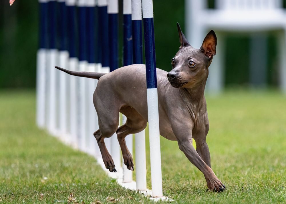 Mexican Hairless dog running through agility course weaving poles during competitive dog sport event.