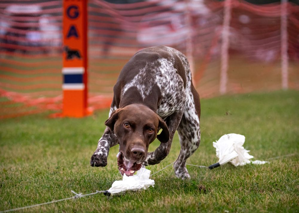 Pointer dog running on grass trying to catch 'plastic bunnies' at Sprinter event competition.
