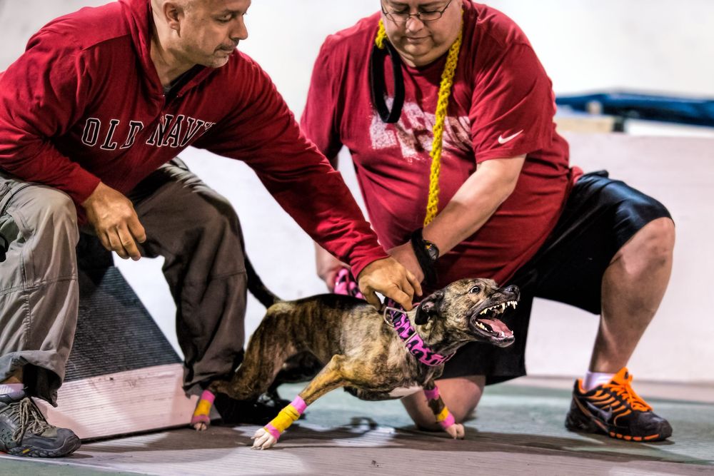 Two people in red shirts kneel down to pet a small dachshund wearing a collar and harness during an event.