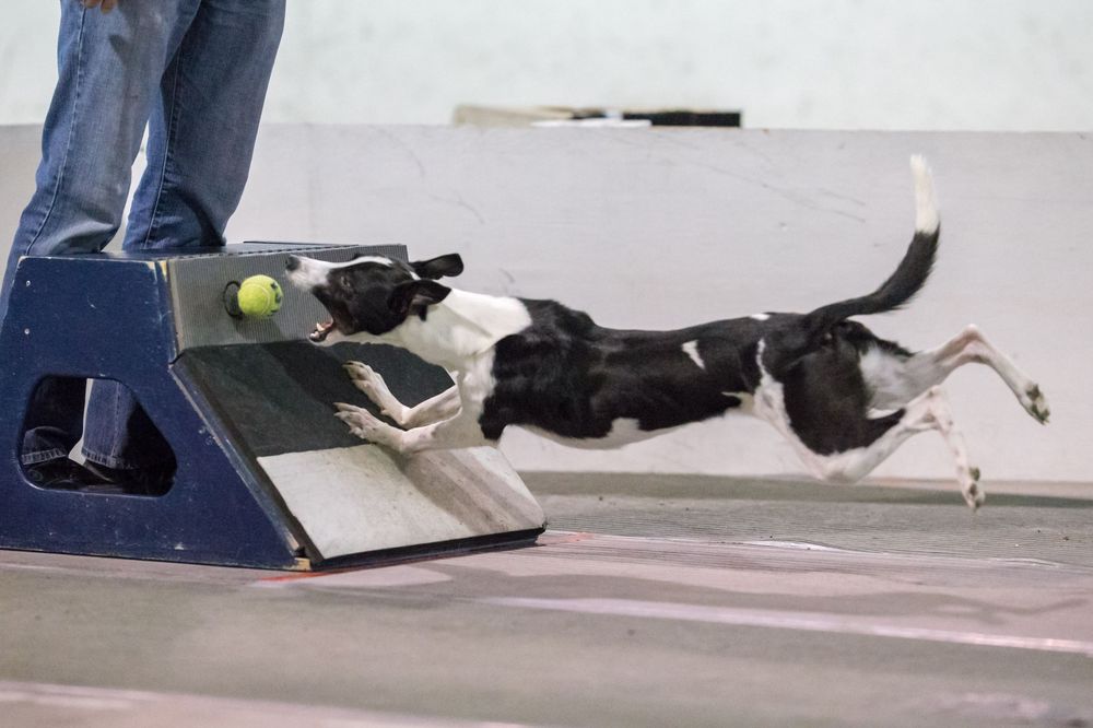 A small black dog in mid-leap lunges after a tennis ball on a hard floored surface.