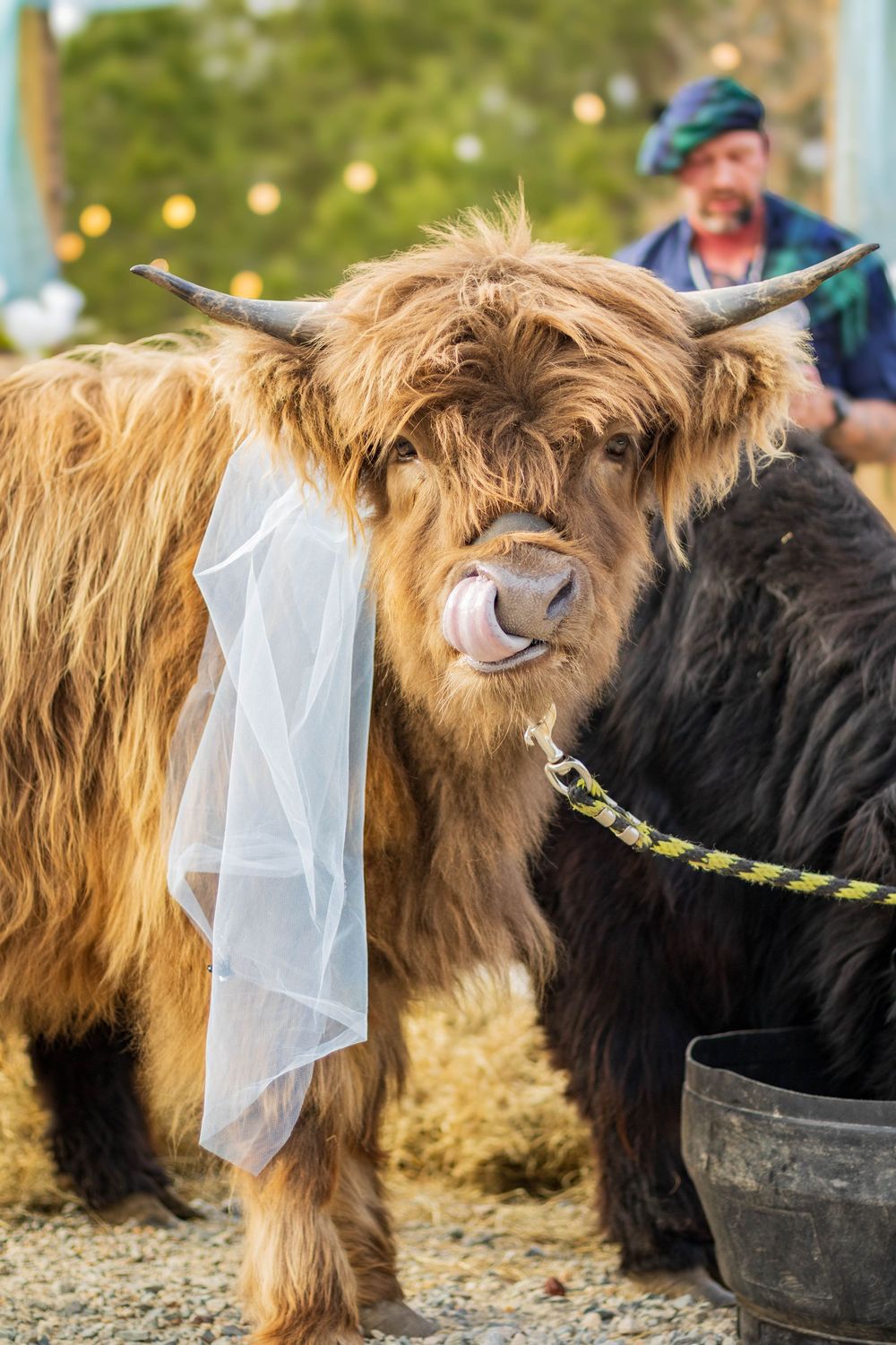 Highland cattle wearing white veils stand in a row, showcasing a whimsical wedding-themed photo with their shaggy coats.