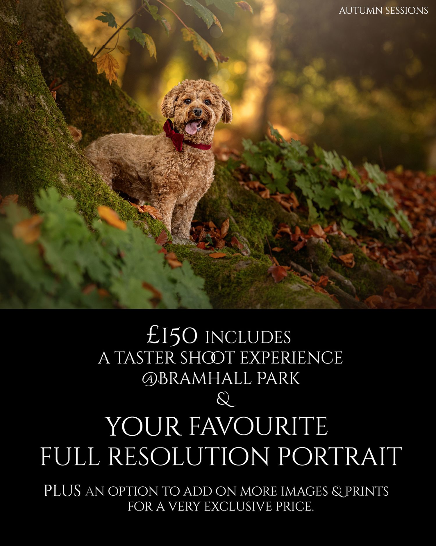 dog photographer cheshire