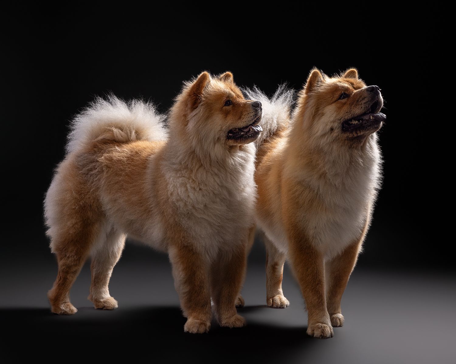 Two fluffy golden Chow Chow dogs standing together against a dark studio background with mouths open.