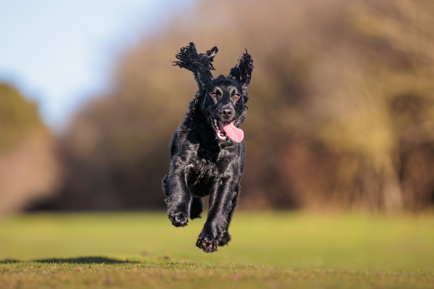 A black Labrador puppy joyfully leaps and plays in a grassy field on a sunny day.