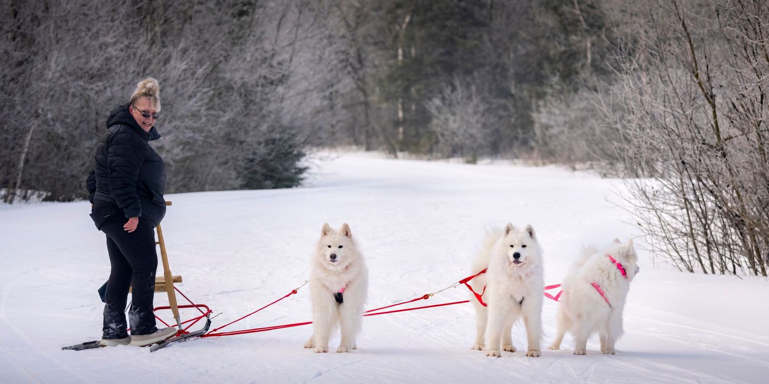 Two white Samoyed dogs pulling a person on a sled through a snowy winter landscape.