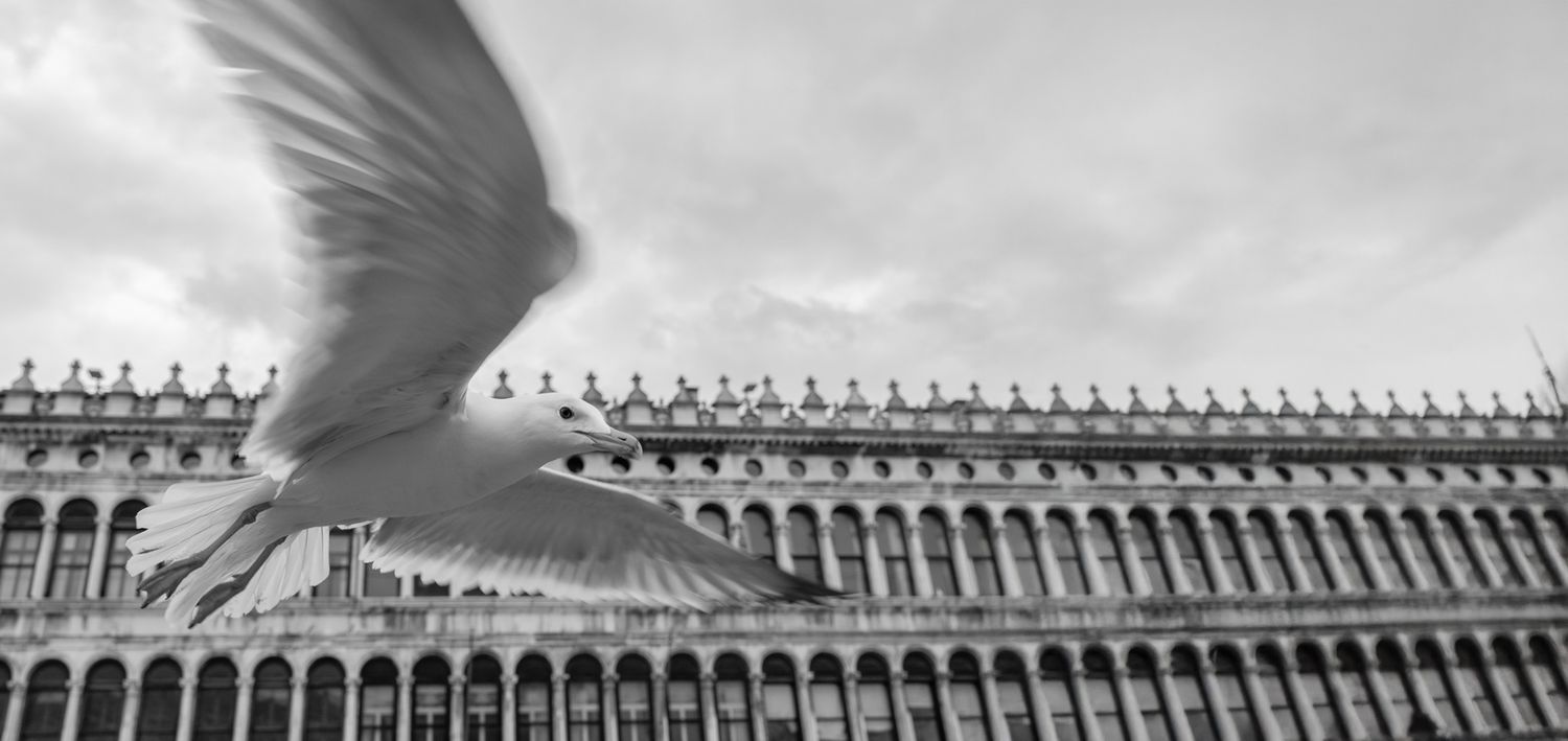 A white dove in motion blur soars in front of a grand colonnaded building in Venice's St. Mark's Square.