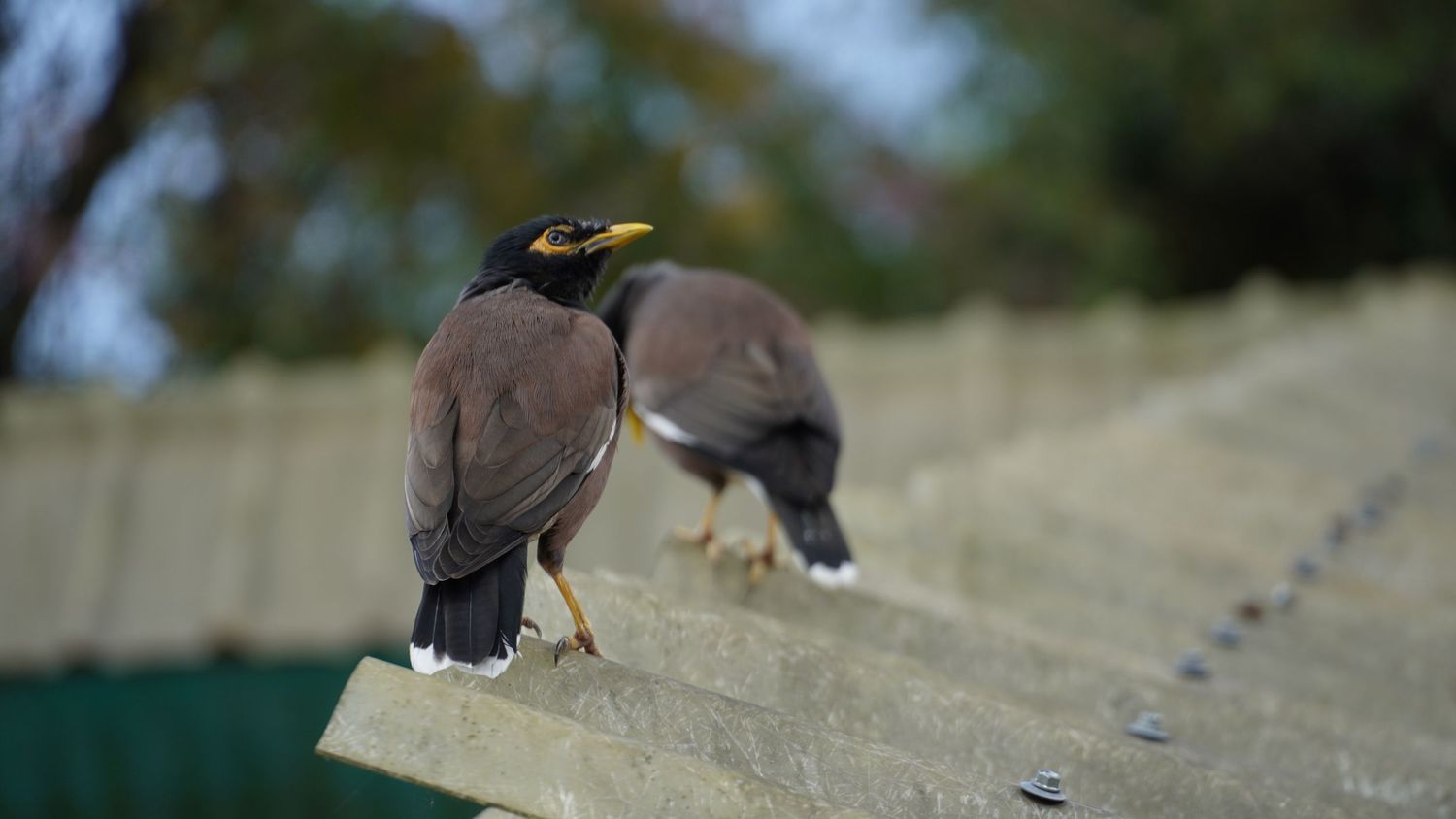 Two Common Myna birds perched on a rustic ledge, captured in a candid moment of nature observation by DevineFlaw.