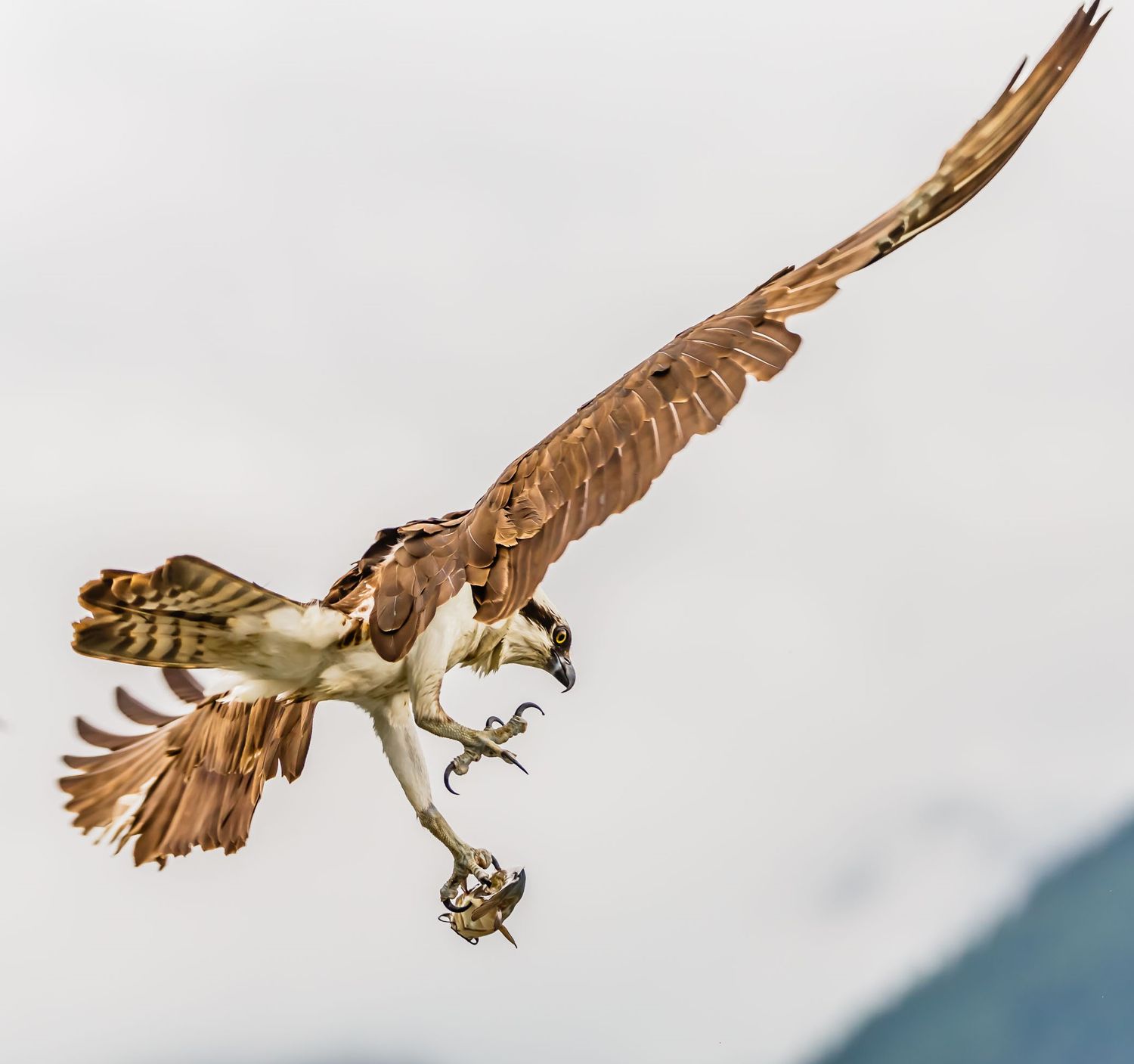 Osprey, Pitt Lake, Pitt Meadows
