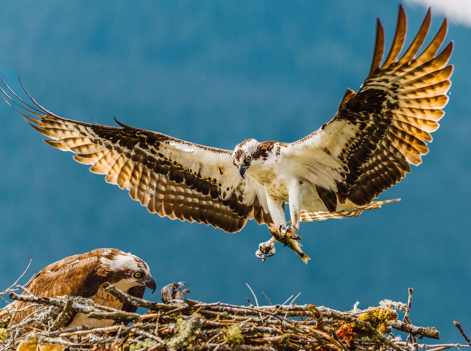 Osprey, Pitt Lake, Pitt Meadows