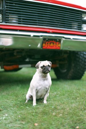 A white pug dog sits on grass in front of a red and green vintage vehicle.