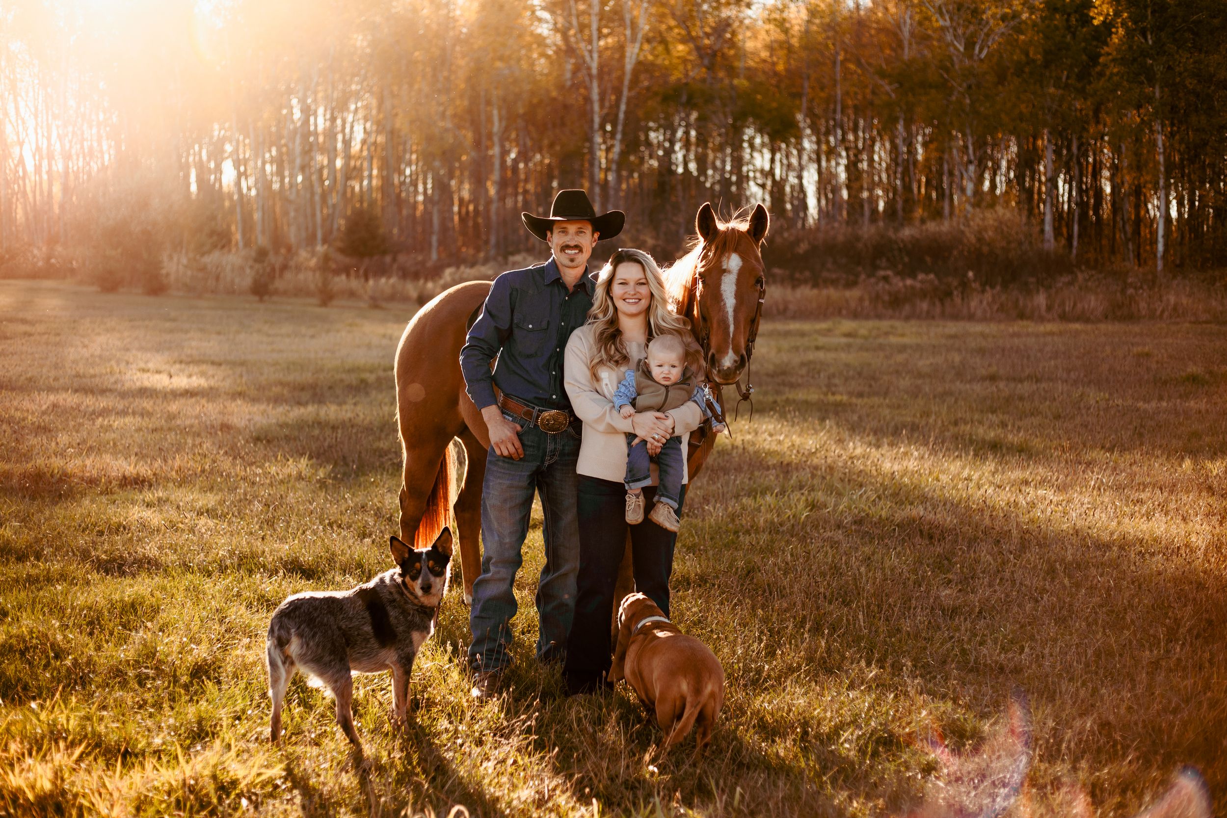 A couple walks their two dogs through a golden field at sunset while holding hands.