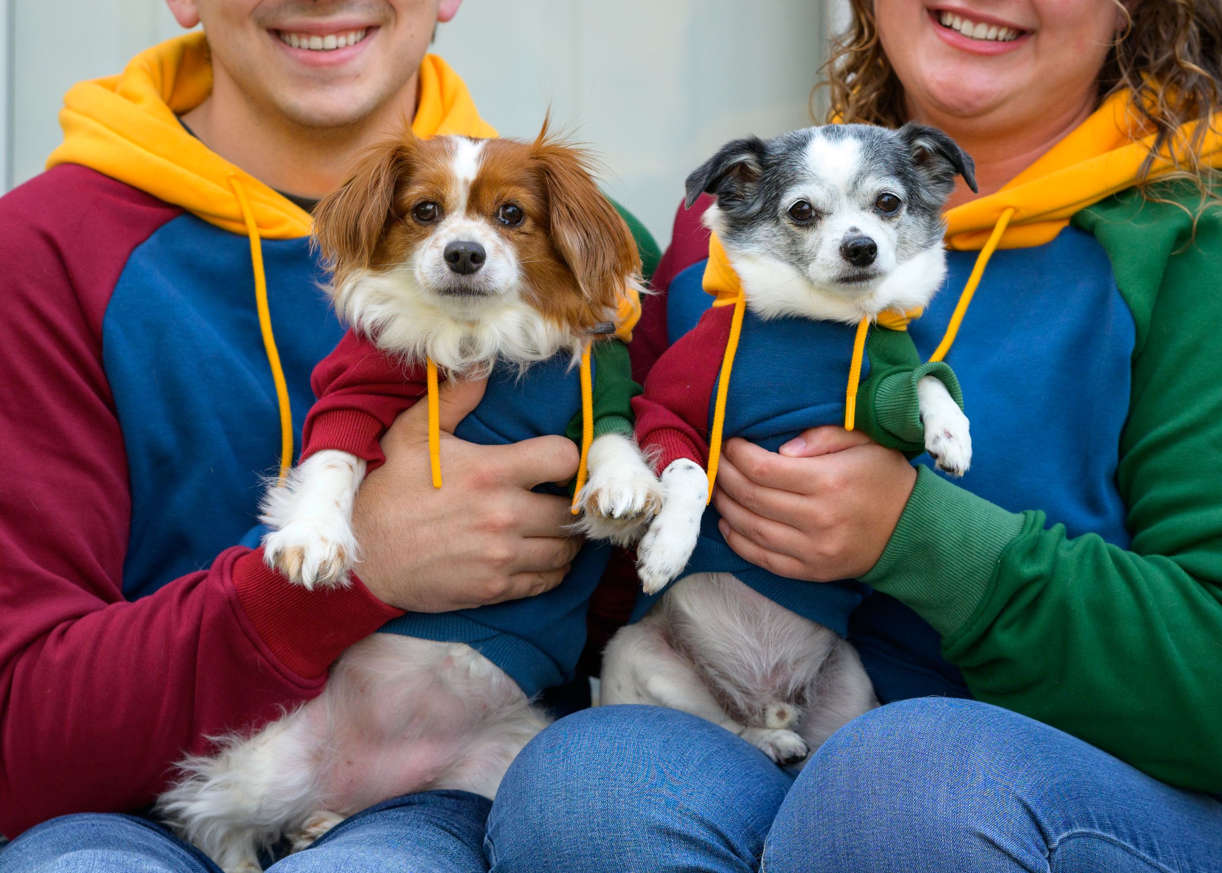Two adorable small dogs wearing matching blue and colorful hoodies are held by people in coordinated sweatshirts.