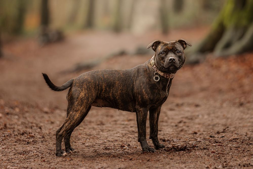 A row of cute pit bull puppies playing and exploring together in muddy dirt terrain.