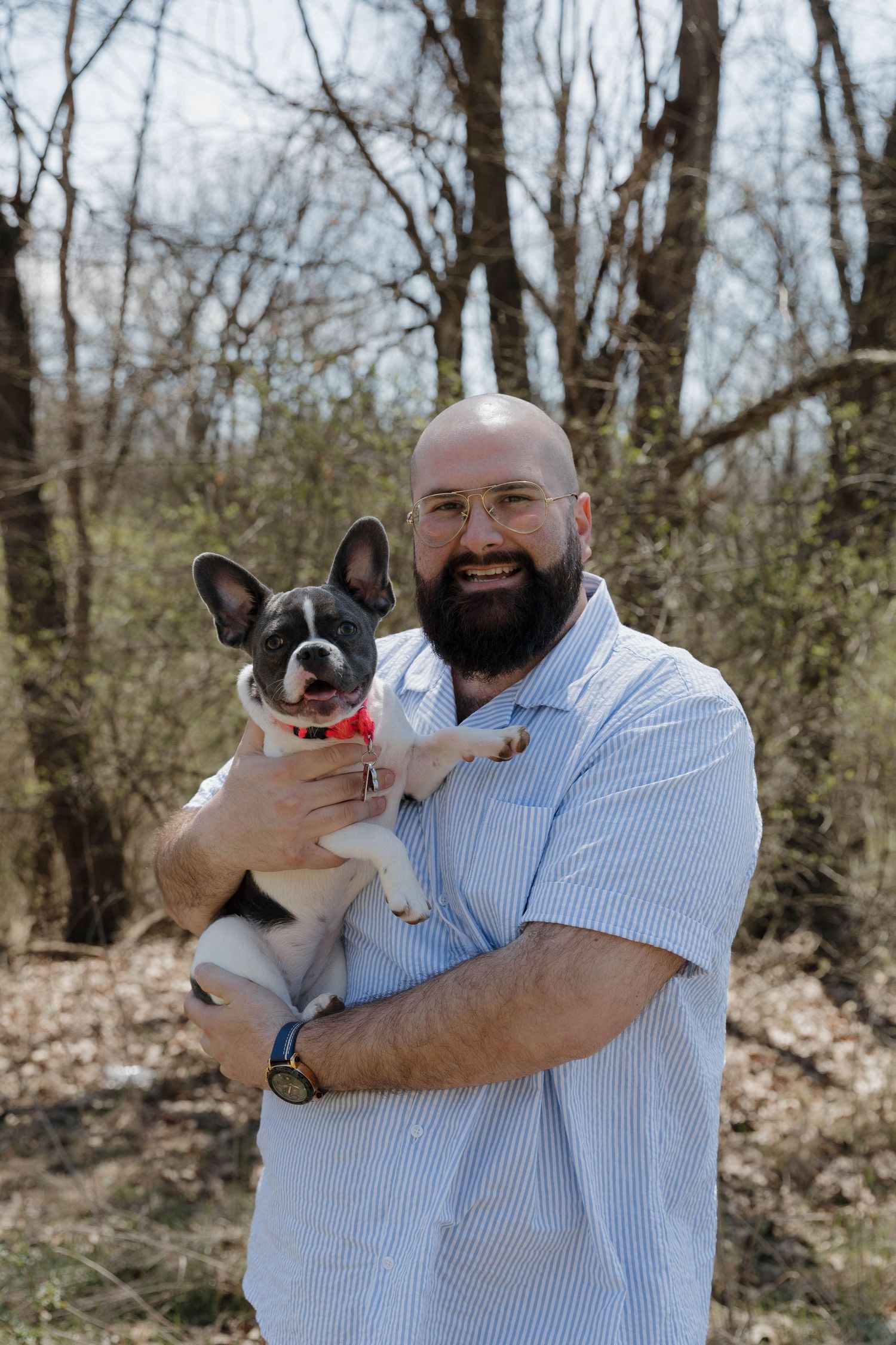 A French Bulldog being held outdoors by someone wearing a light blue striped shirt on a sunny day in the woods.