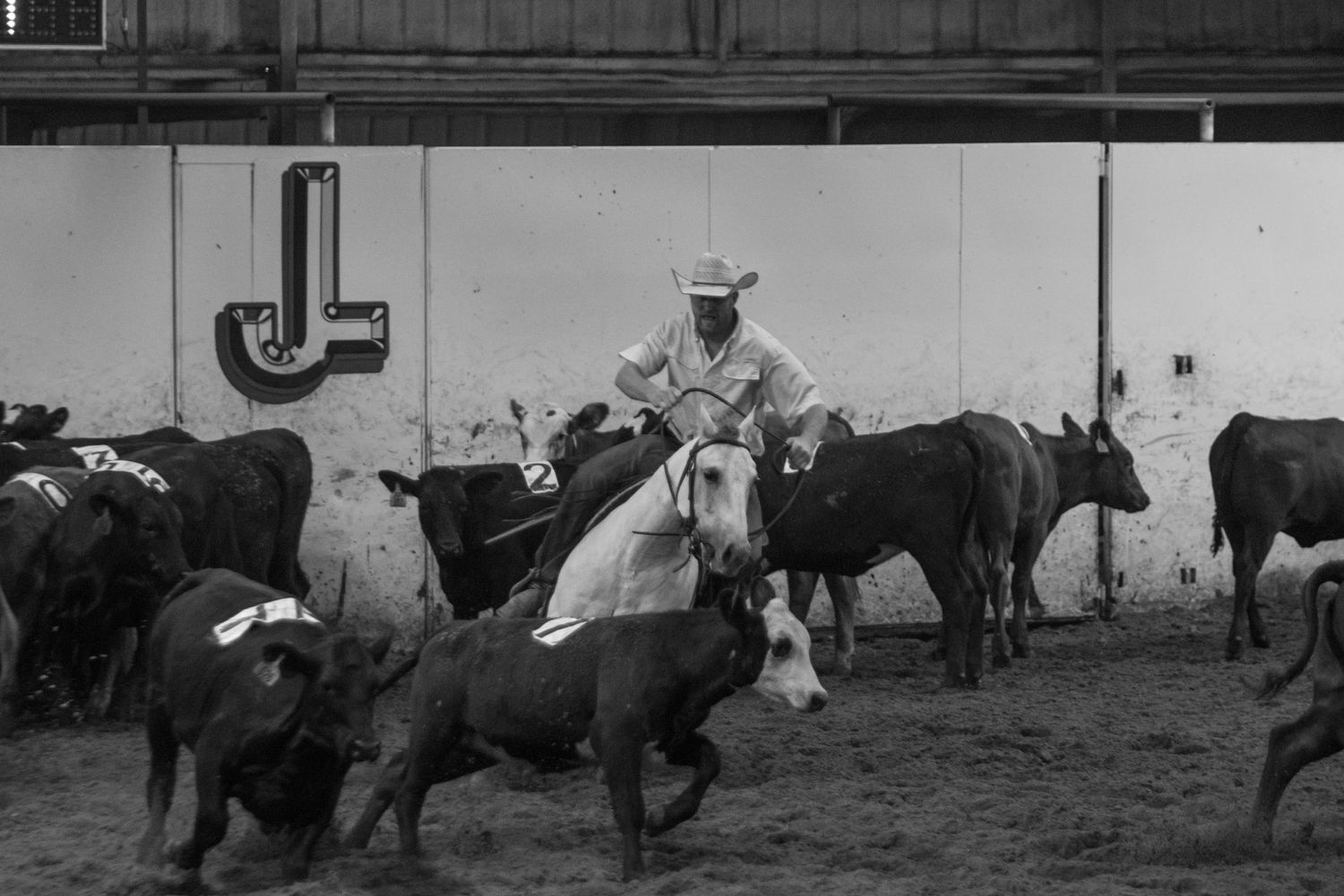 Vintage black and white photo of a cowboy roping cattle in an indoor arena.
