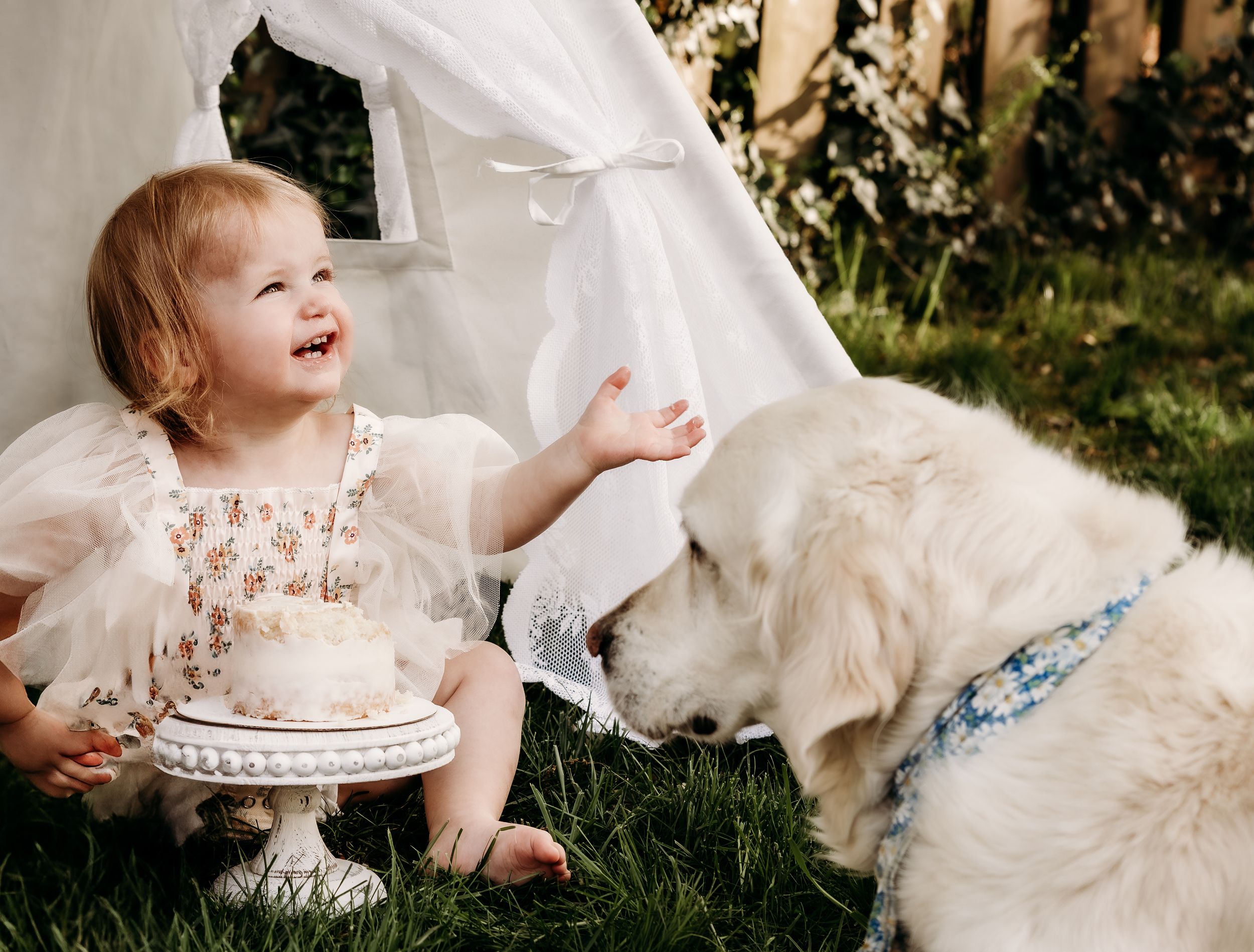 A dog looking at a cake while sitting next to a white teepee tent in a garden setting.