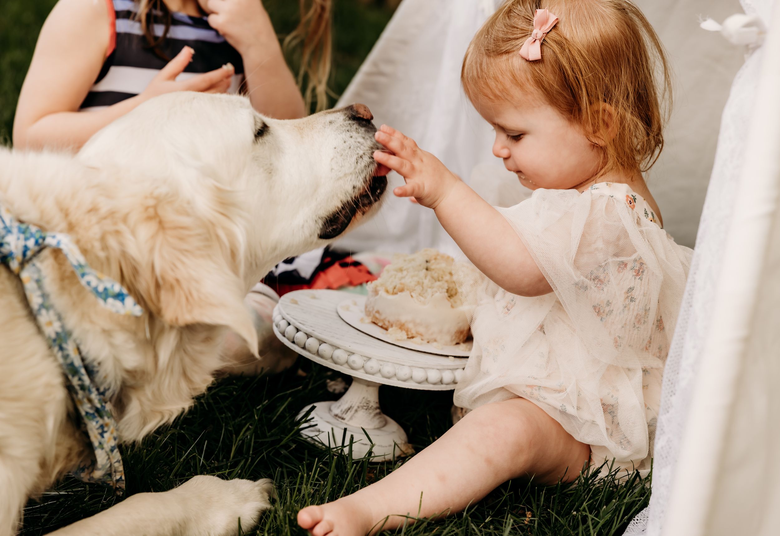 A toddler in a lace dress shares a treat with a Golden Retriever dog during an outdoor celebration.