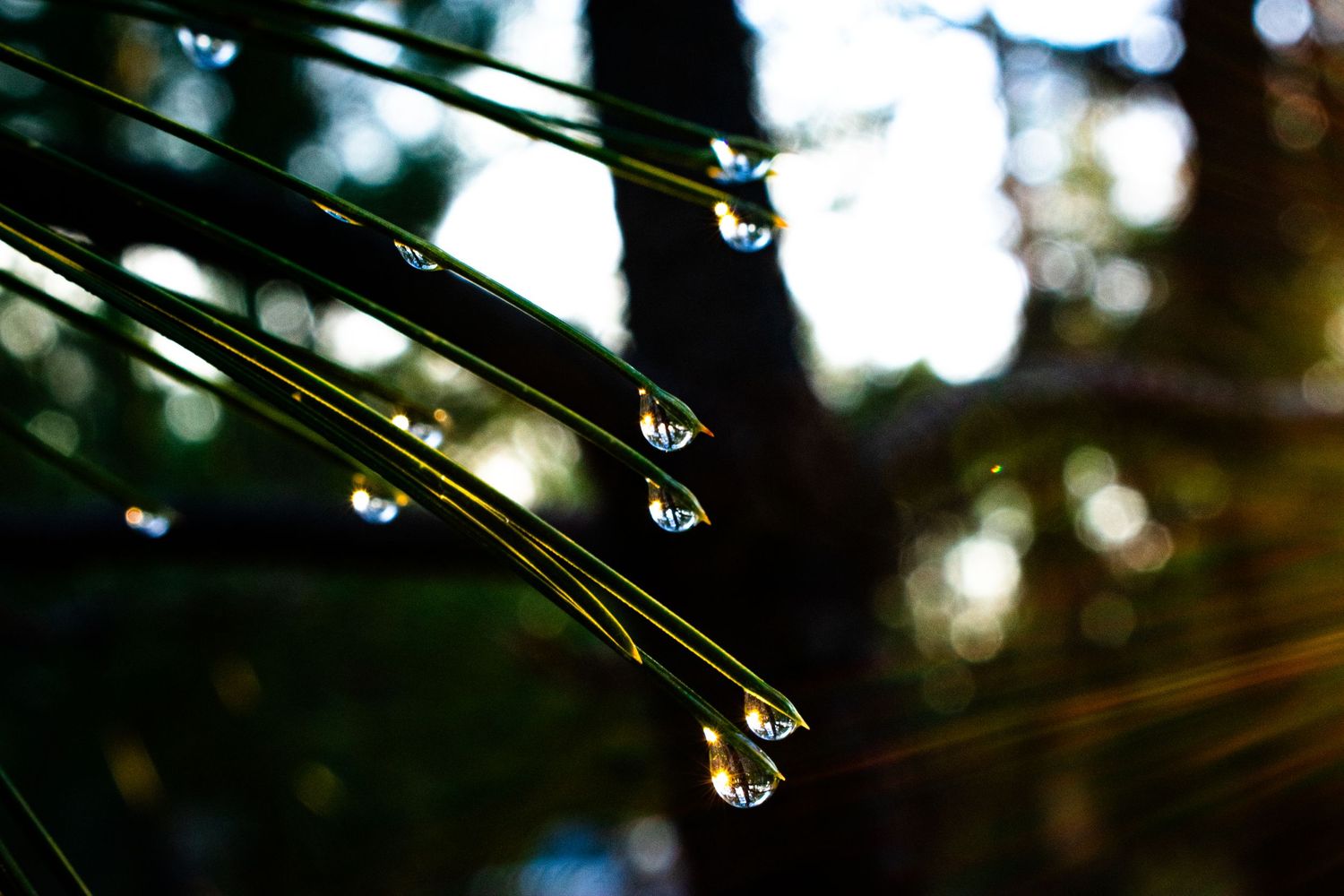 Macro Photography