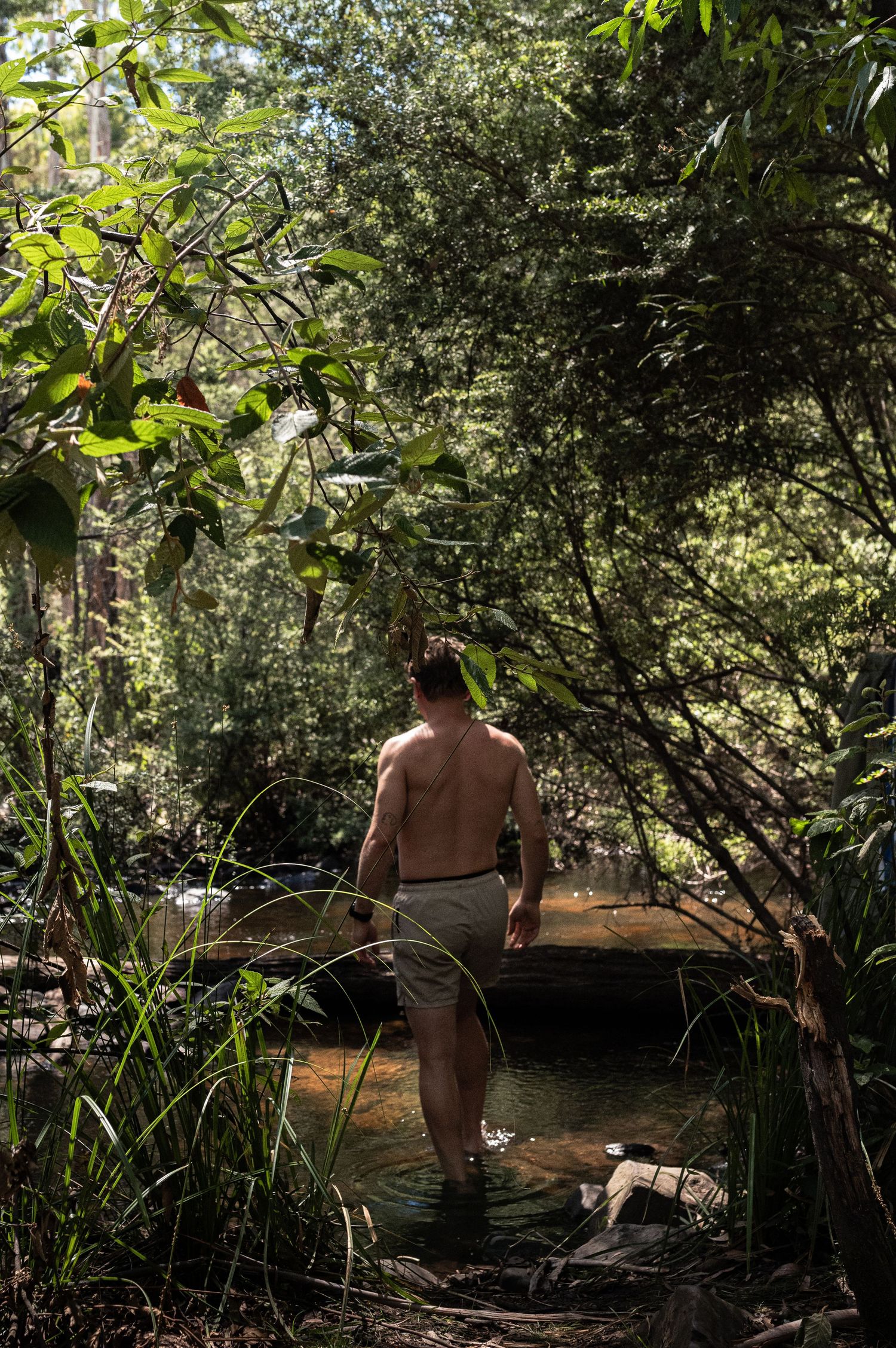 A person wading through a serene forest stream with lush vegetation and dappled sunlight filtering through the trees.