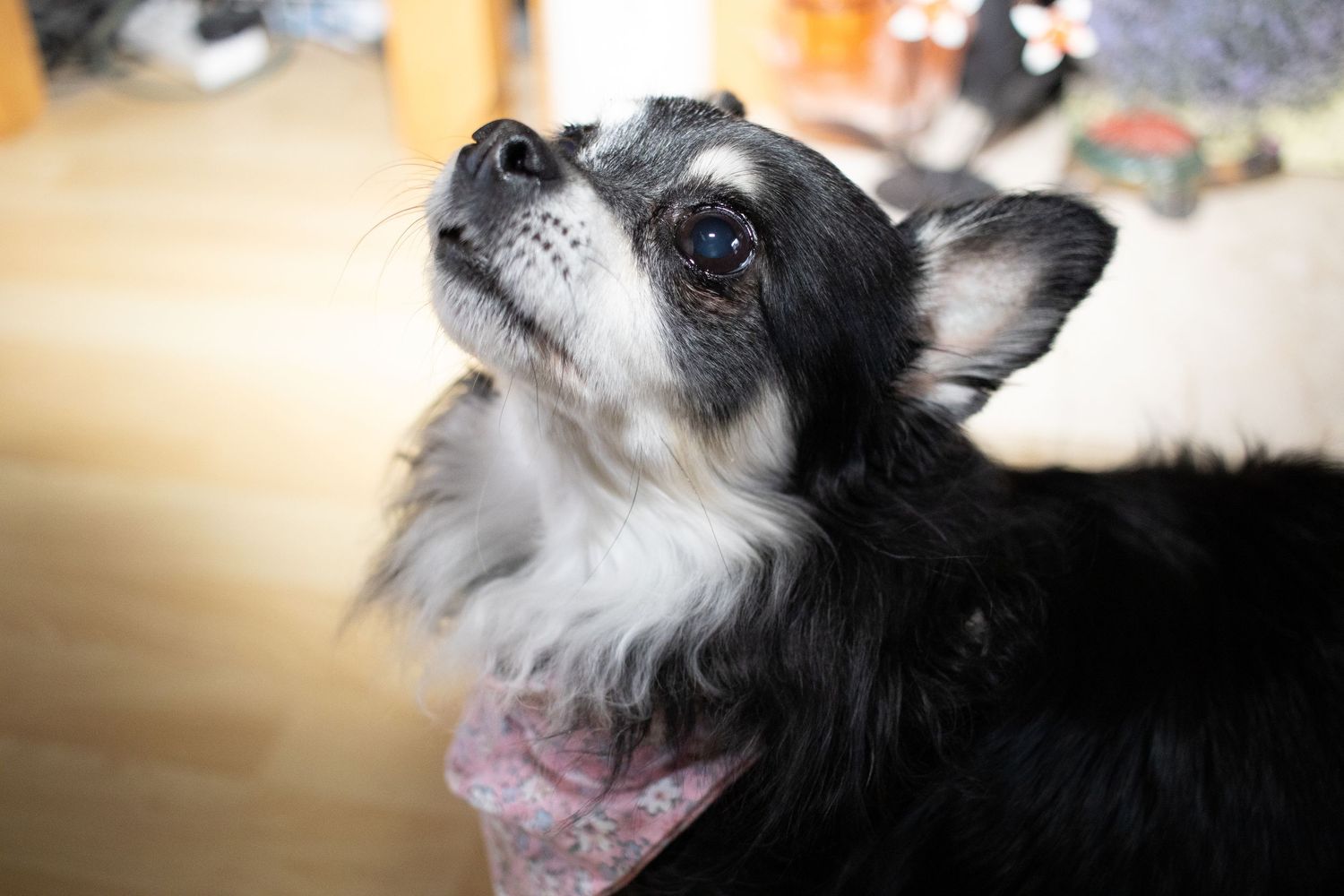 Close-up portrait of a black and white Chihuahua dog looking upward with an alert expression.