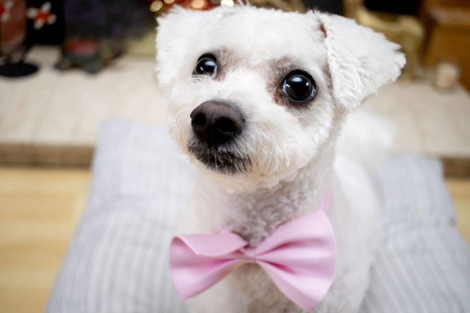Adorable white Maltese dog wearing a pink bow tie in close up portrait.