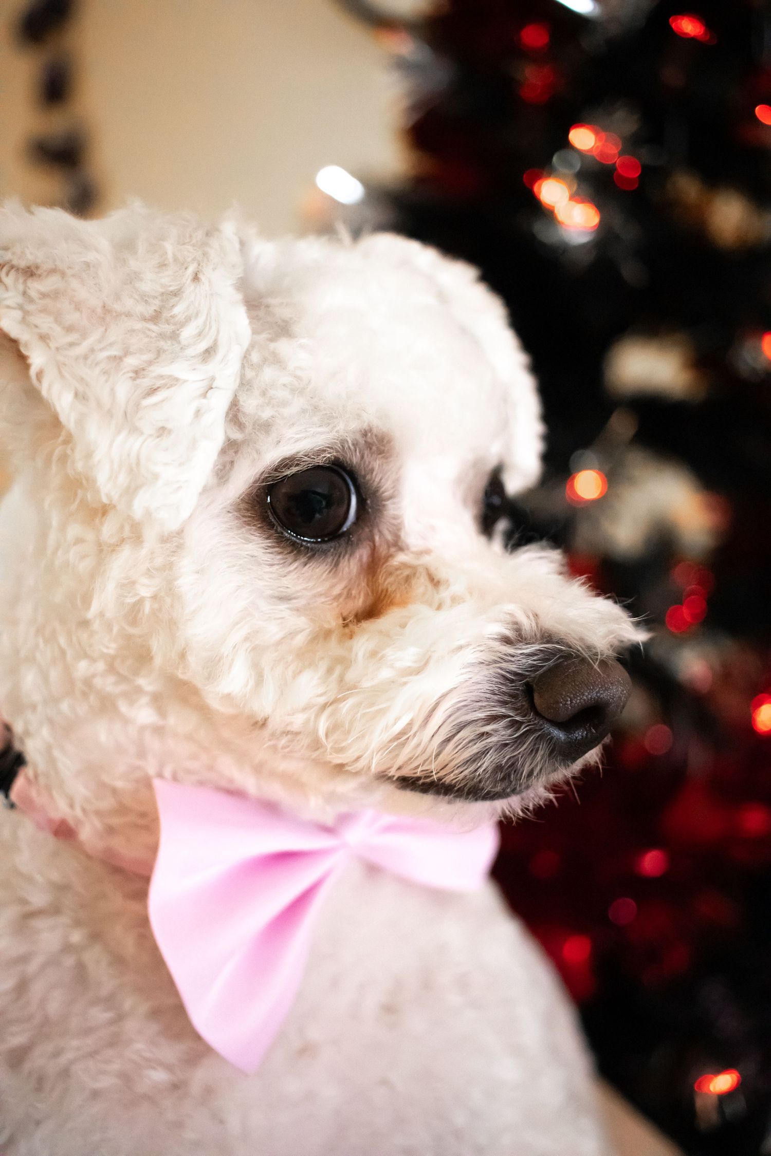 White fluffy dog wearing pink bow tie poses in front of blurred Christmas tree lights in the background.