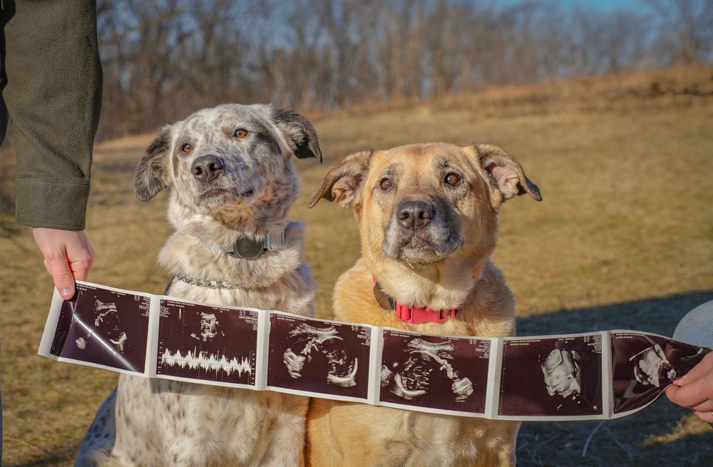 Two dogs sitting together while looking at strip of ultrasound photos being held in front of them.