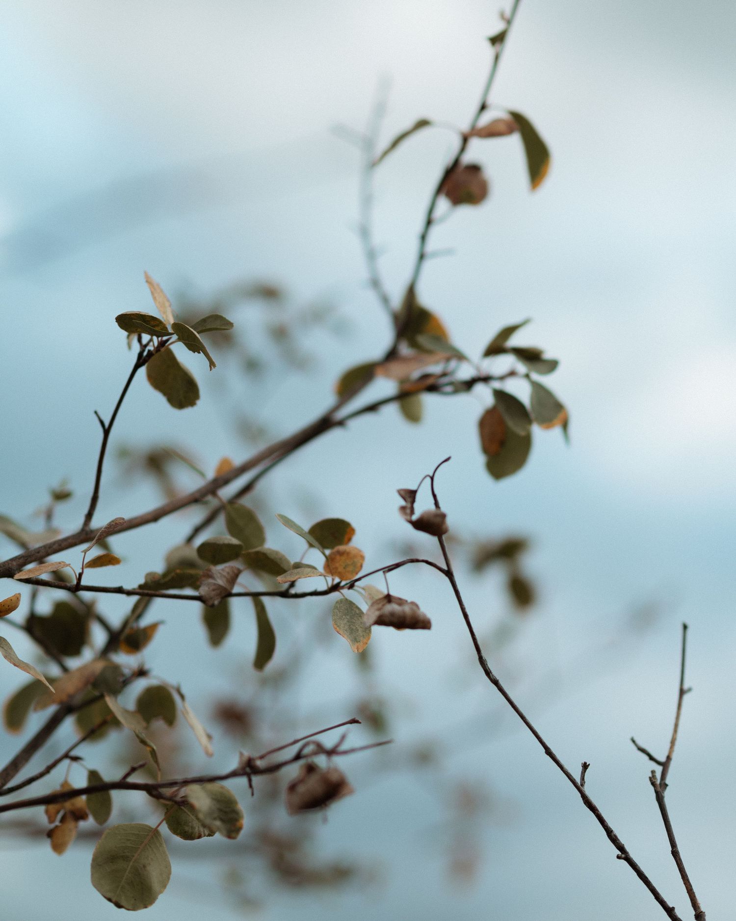 Detail shot of leaves