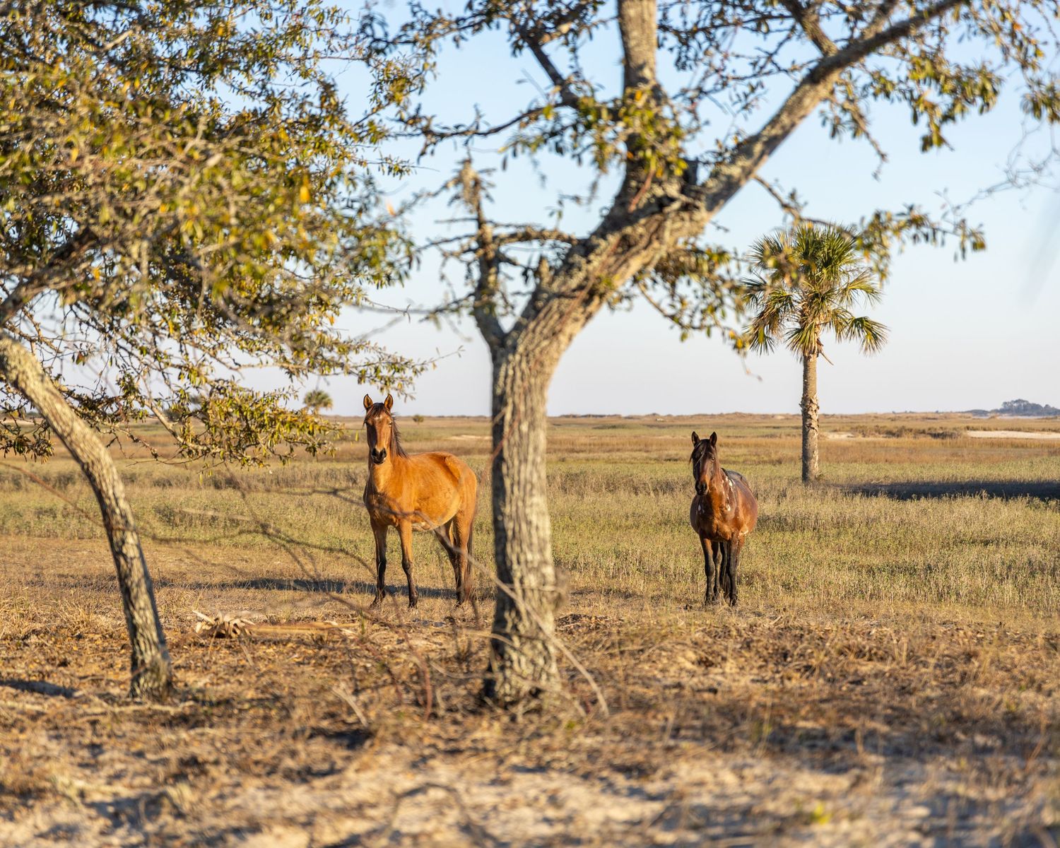Cumberland Island: Wild Horses