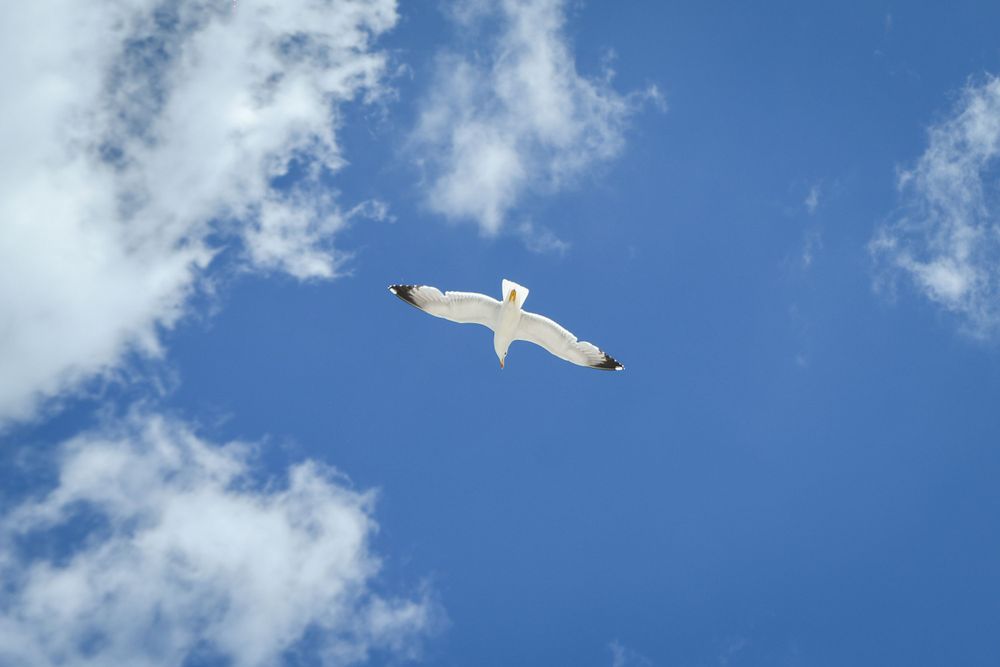 ibiza bird and blue sky