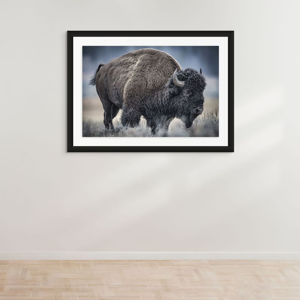 A close-up portrait of a majestic American bison with frost-covered fur standing in winter landscape.