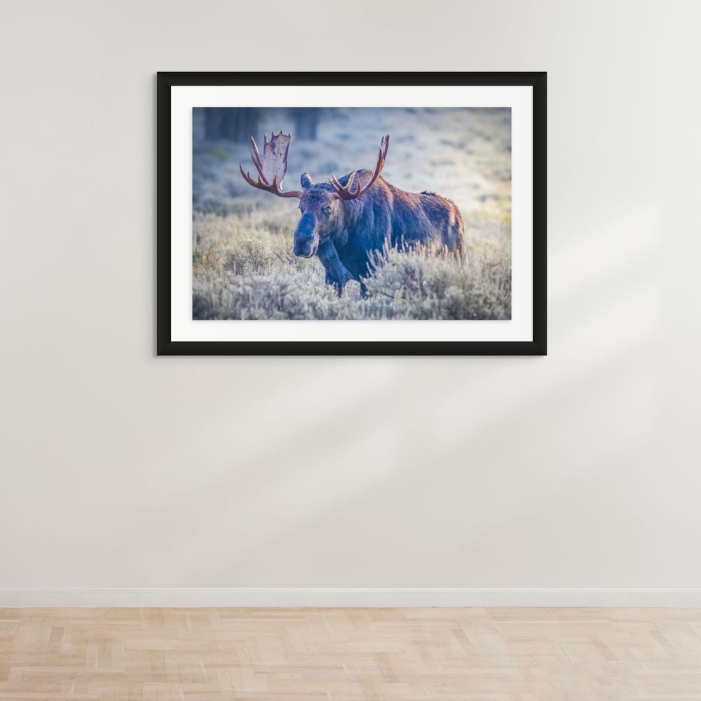 Framed photograph of a majestic moose with large antlers standing in misty morning grasslands.