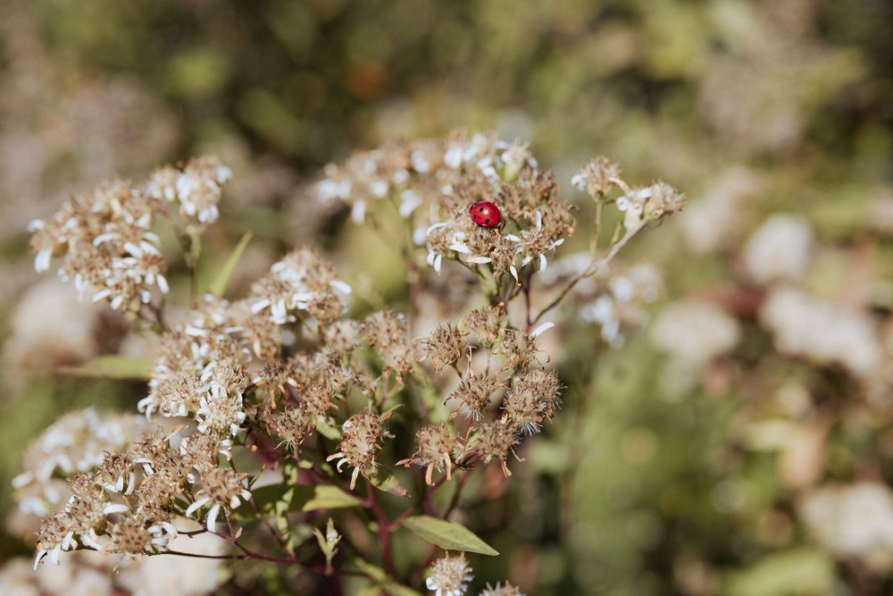 Ladybug on top of flowers fall macro photography in Eastern Canada, photographer Cape Jourimain nature centre Elgin New Brunswick