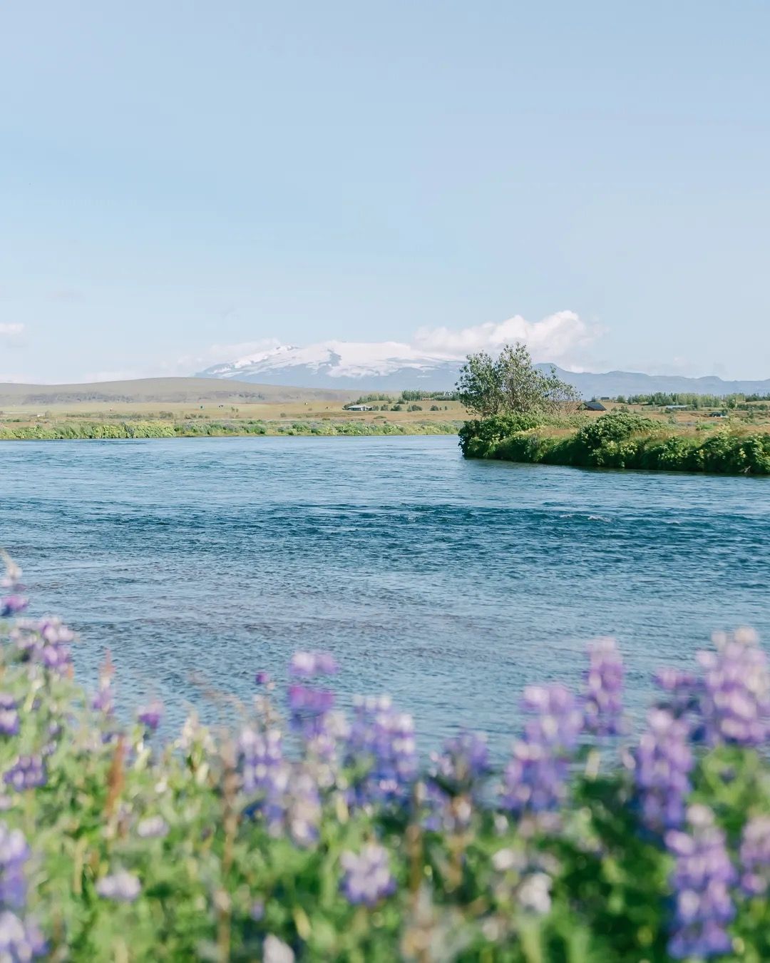 Calm lake with purple lupins in the foreground and distant mountains under a clear sky.