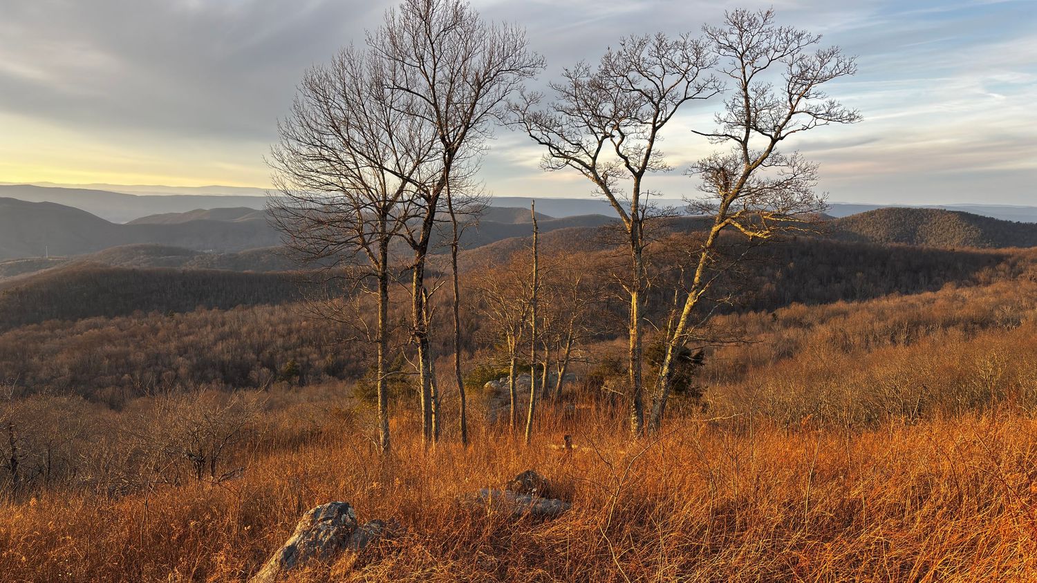 Bare trees in winter on hillside in Shenandoah National Park