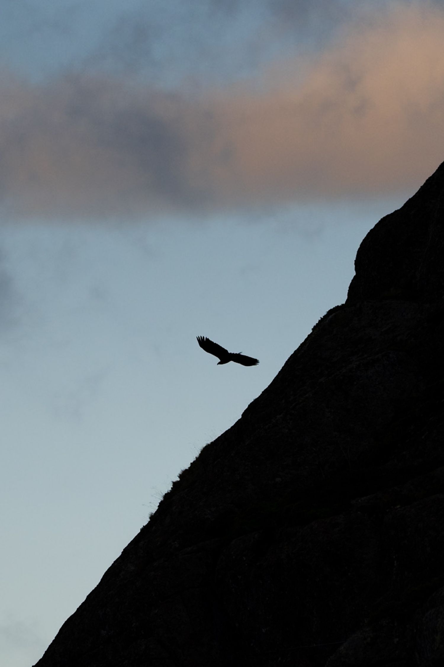 aigle des mers à skrova dans les fjord norvégiens